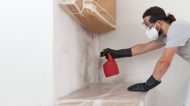 Professional Mold Removal technician working in Marion, TX