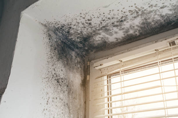 Affordable Mold Removal solutions in Marion, TX